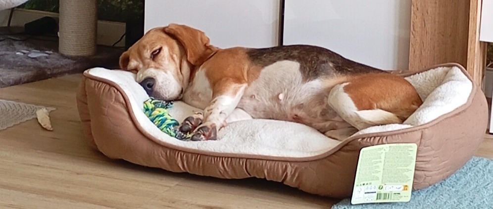Spenden sammeln | Hundeop | Spendenseite