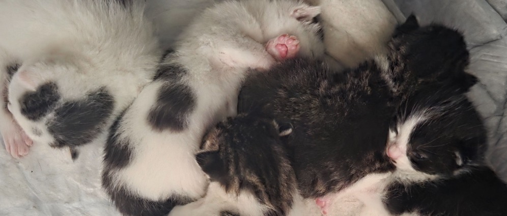 Spenden sammeln | Unterstützung Ärztliche Behandlung für Kitten | Spendenseite