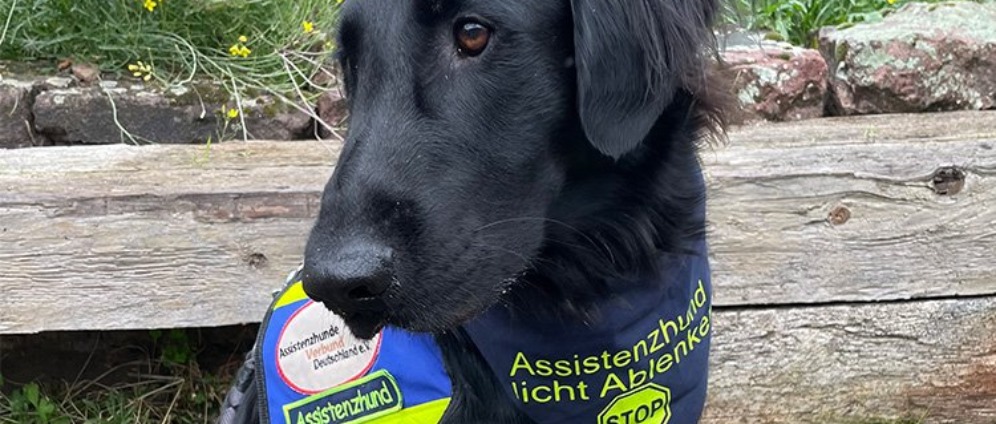 Spenden sammeln | Assistent hund dringend benötigt | Spendenseite
