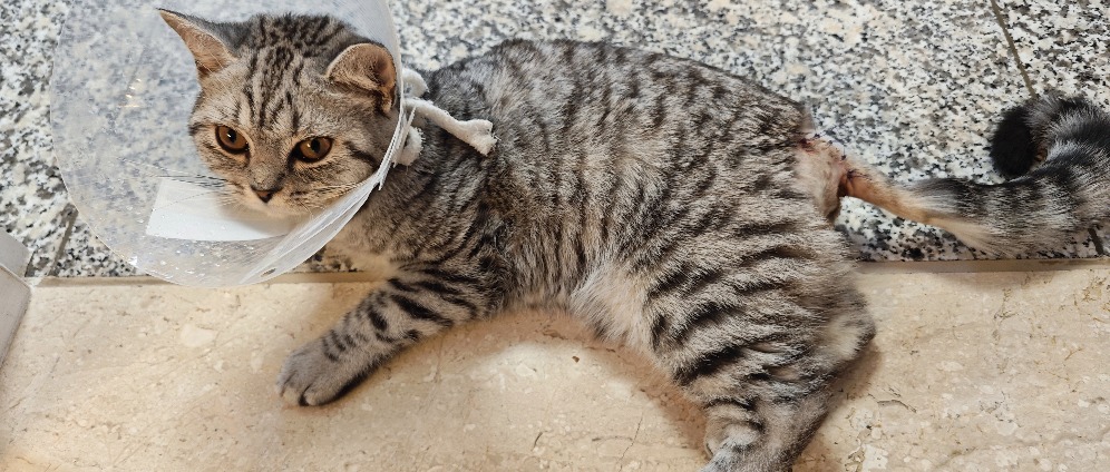 Spenden sammeln | Hilfe für Bella unsere tapfere kleine Katze | Spendenseite