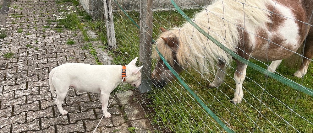 Spenden sammeln | Ein Pony für meine Tochter | Spendenseite