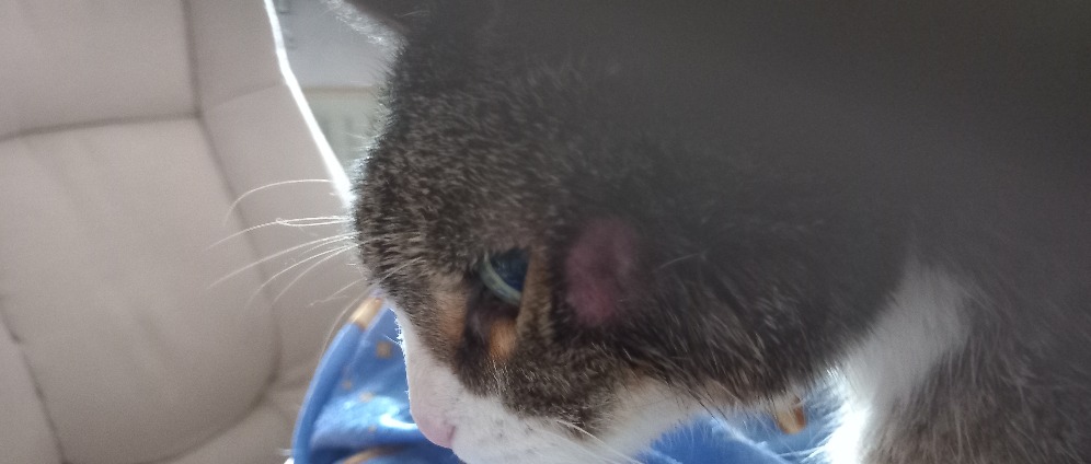 Spenden sammeln | Katze Mias dringende Zahn OP | Spendenseite