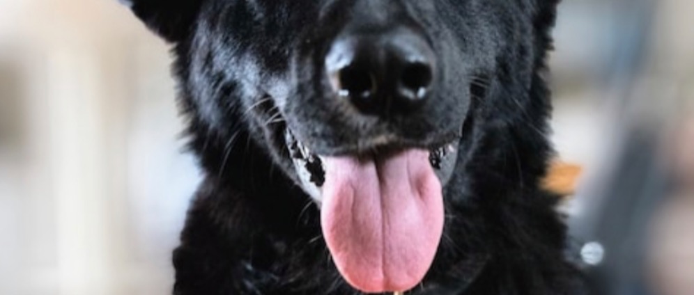 Spenden sammeln | Hunde retten deutscher TSV | Spendenseite