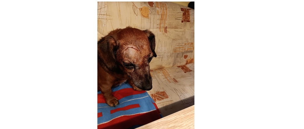 Spenden sammeln | Hund schwer erkrankt | Spendenseite