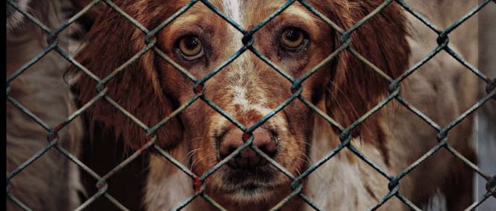 Spenden sammeln | Tierschutz und Hilfe vor Ort | Spendenseite