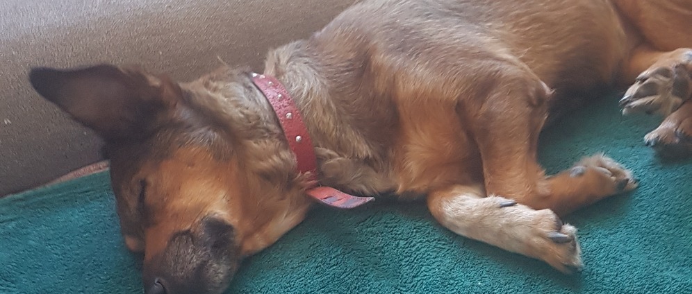 Spenden sammeln | Sternchen unser Hund | Spendenseite