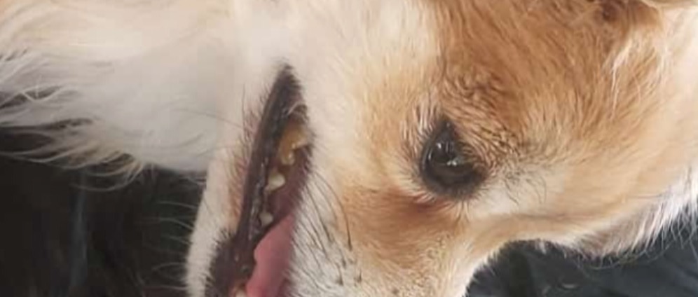 Spenden sammeln | Hund von Zug überfahren Todesfall | Spendenseite