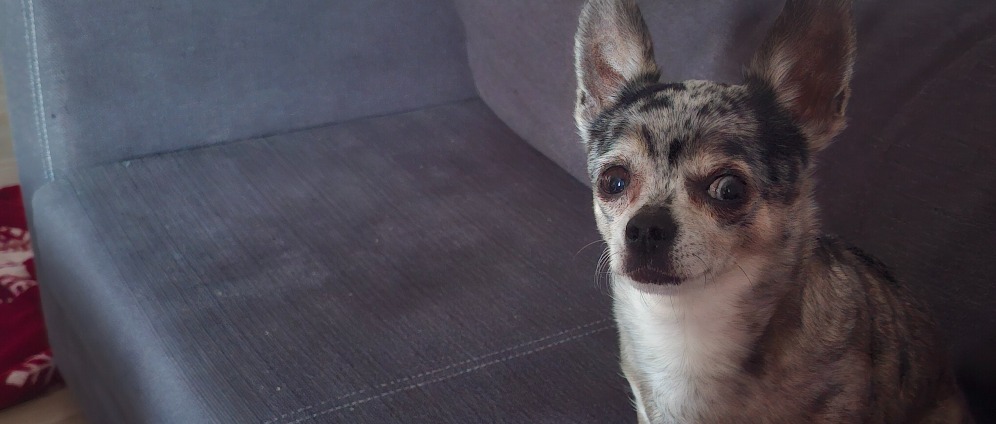 Spenden sammeln | Chihuahua Hündin braucht Hilfe | Spendenseite