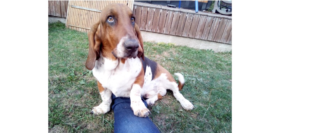 Spenden sammeln | Mein Hund Arnold hat Krebs und braucht eine OP | Spendenseite
