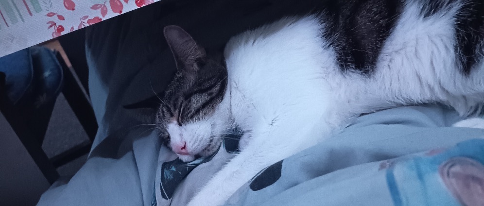 Spenden sammeln | Spenden für Herzkranke Katzen | Spendenseite