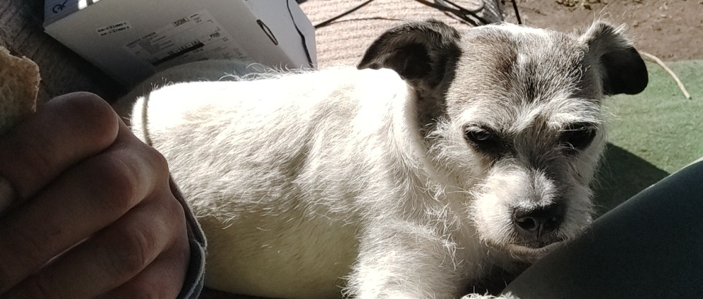 Spenden sammeln | Lilly und Mein Traum | Spendenseite