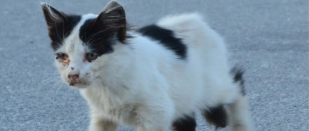 Spenden sammeln | Rettet die Katzen | Spendenseite