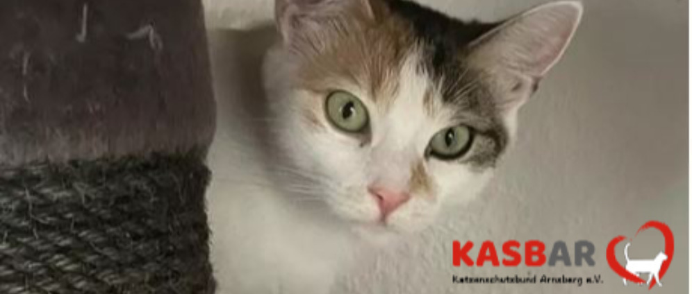 Spenden sammeln | Tierarztkosten für den Katzenschutzbund Arnsberg | Spendenseite