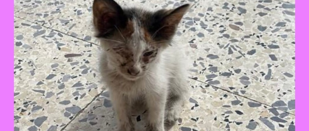 Spenden sammeln | Hope for Cats Sousse | Spendenseite