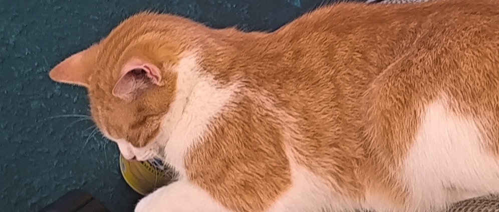 Spenden sammeln | Kastration für meine Katze Luna | Spendenseite