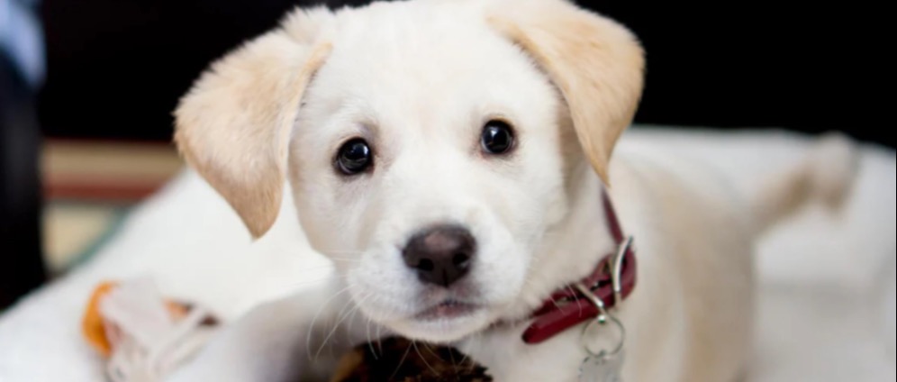 Spenden sammeln | Einen Hund als Gedenken an meiner alten Hund | Spendenseite
