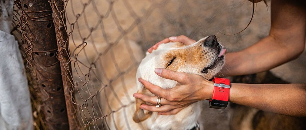 Spenden sammeln | Unterstüzung für Das Tierheim | Spendenseite
