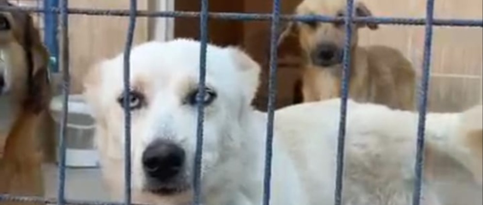Spenden sammeln | Türkei Straßenhunde | Spendenseite