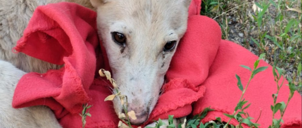 Spenden sammeln | Hundehütten | Spendenseite