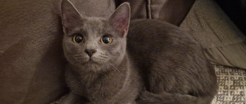 Spenden sammeln | Kastration meiner Katze Muffin | Spendenseite