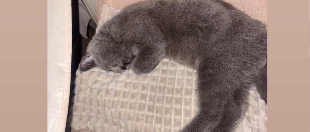 Spenden sammeln | Rettet das Leben unserer Katze | Spendenseite