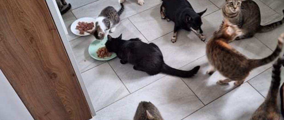 Spenden sammeln | Straßenkatzen benötigen unsere Hilfe | Spendenseite