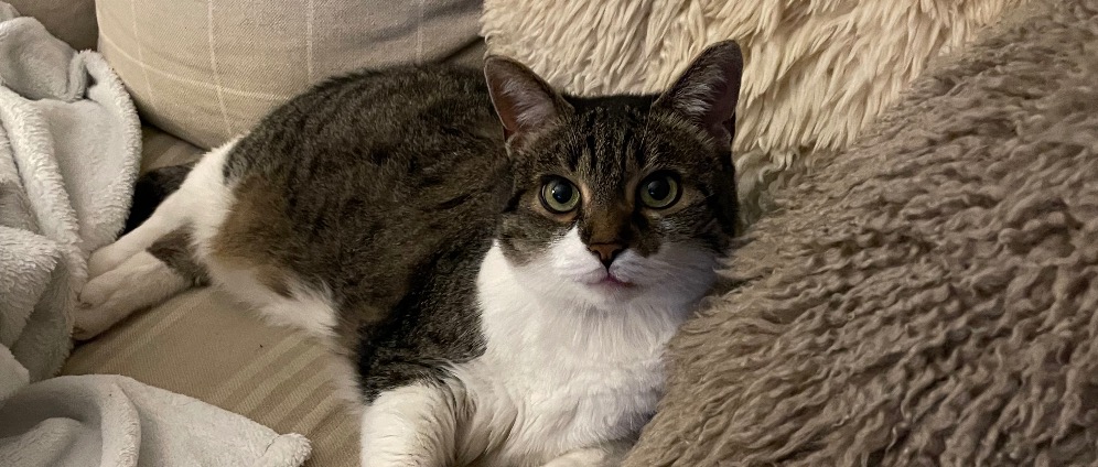 Spenden sammeln | Ein Zuhause für mich und Omas Katze | Spendenseite