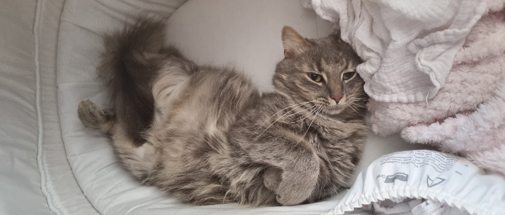 Spenden sammeln | Kater Simba Helfen | Spendenseite