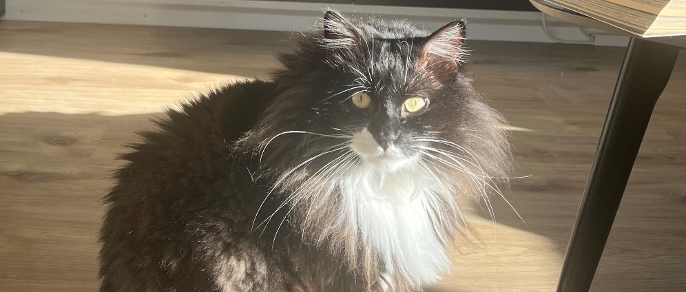 Spenden sammeln | Hilfe für unseren geliebten Kater Joji | Spendenseite