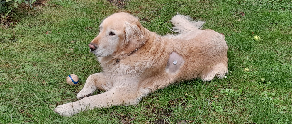 Spenden sammeln | Diabeteshund Mailo | Spendenseite