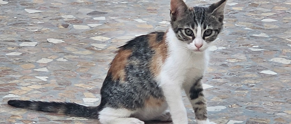 Spenden sammeln | Katzenglück Hilfe für Katzen in Ennepetal Umgebung | Spendenseite