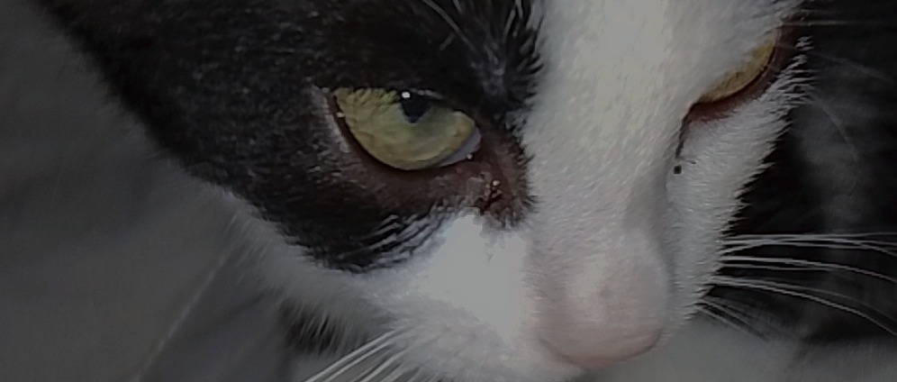 Spenden sammeln | Hilft mir und meiner Katze Shadow wir kämpfen ums | Spendenseite