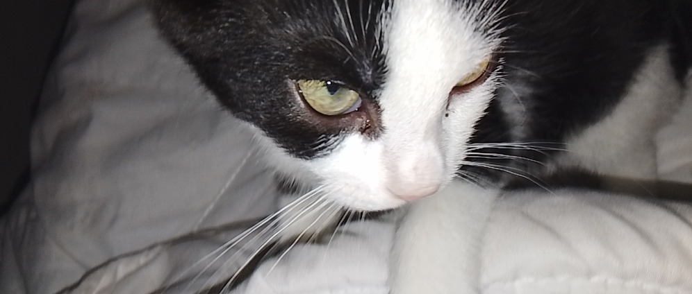 Spenden sammeln | Hilfe für mich und meine Katze Shadow wir kämpfen | Spendenseite