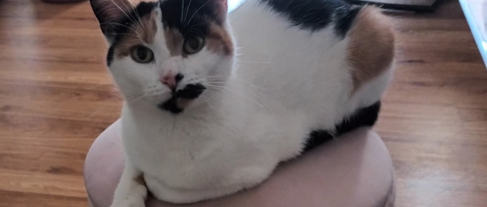 Spenden sammeln | Eine kleine Spende für Katze | Spendenseite