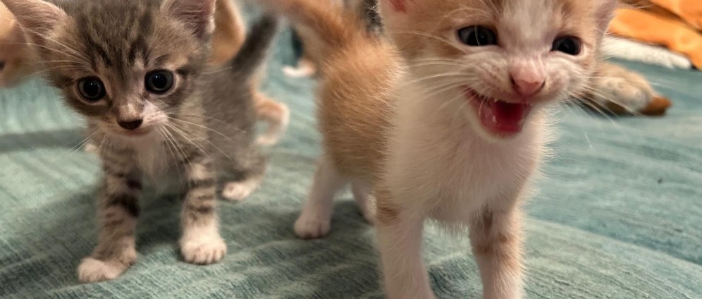 Spenden sammeln | Hilfe für Katzen babys und kranke Katzen | Spendenseite