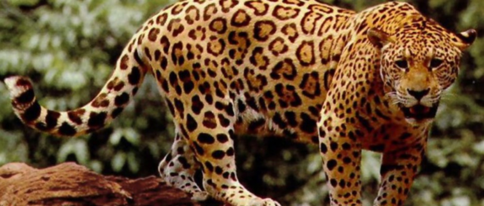 Spenden sammeln | Jaguar retten | Spendenseite