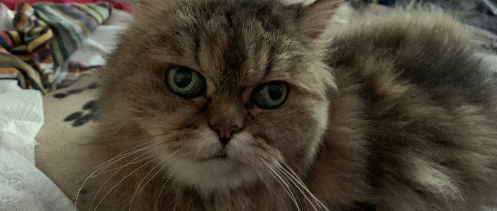 Spenden sammeln | Hilfe für chronisch kranke Katze Kira | Spendenseite