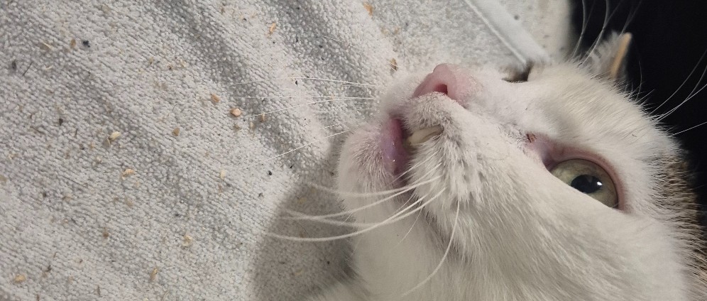 Spenden sammeln | Geld für max die Katze | Spendenseite