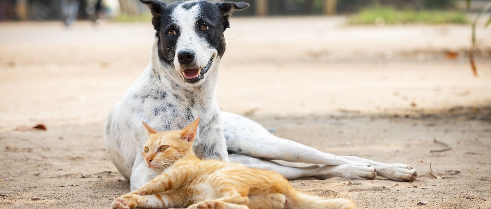 Spenden sammeln | Tiere mit Behinderung | Spendenseite