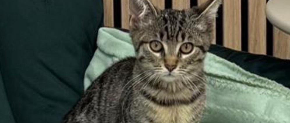 Spenden sammeln | Kleiner Kater benötigt eine OP. | Spendenseite