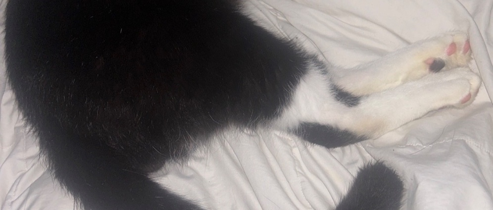 Spenden sammeln | Mein Kater Spike ist erst 4 Jahre alt jung, verspielt und voller Liebe. | Spendenseite