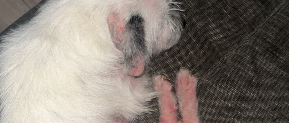 Spenden sammeln | Hilfe für meinen 8 jährigen Jack Russell Terrier Hautkrankheit bekämpfen | Spendenseite