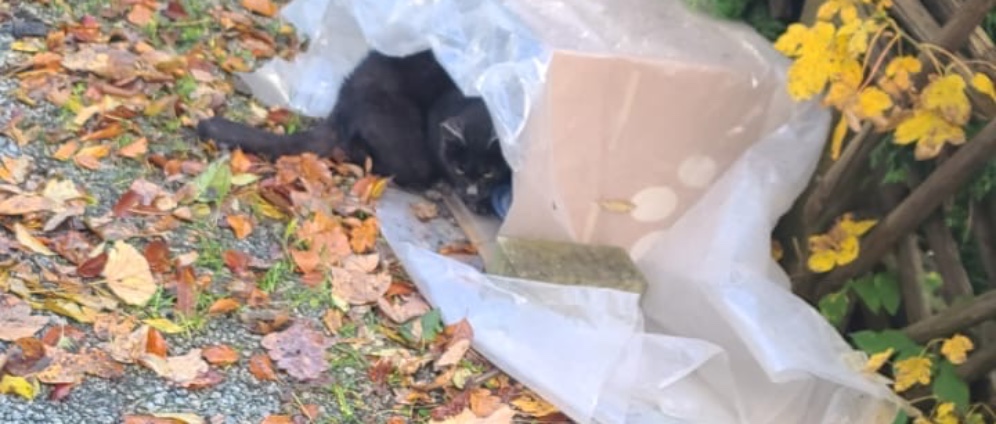 Spenden sammeln | Katzen in Not | Spendenseite