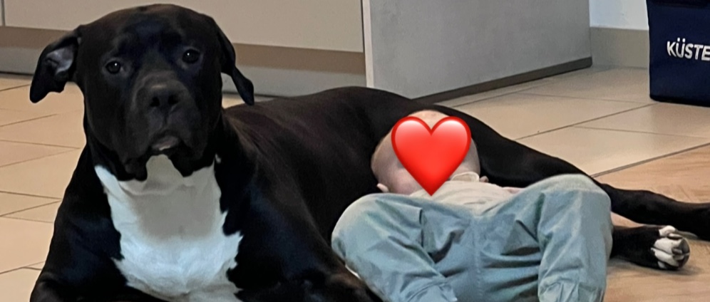Spenden sammeln | Hilfe für Familienhund Shiva | Spendenseite