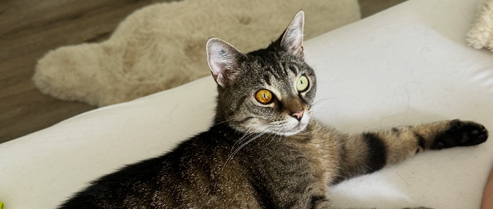 Spenden sammeln | Spendenaktion für meine Katze | Spendenseite