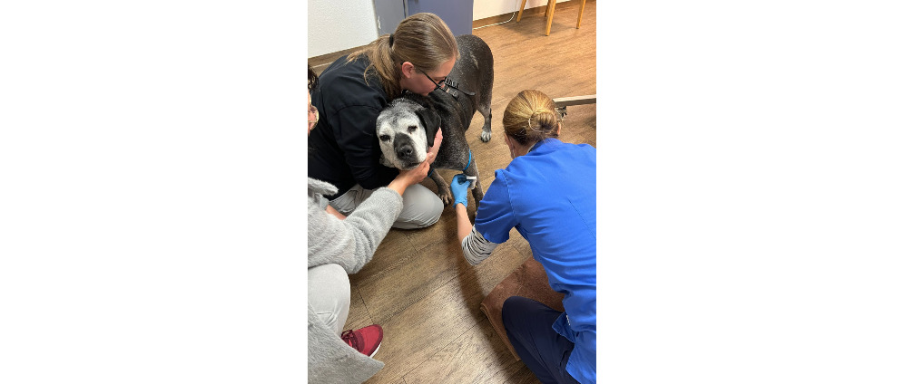 Spenden sammeln | Pflegehund Greta | Spendenseite