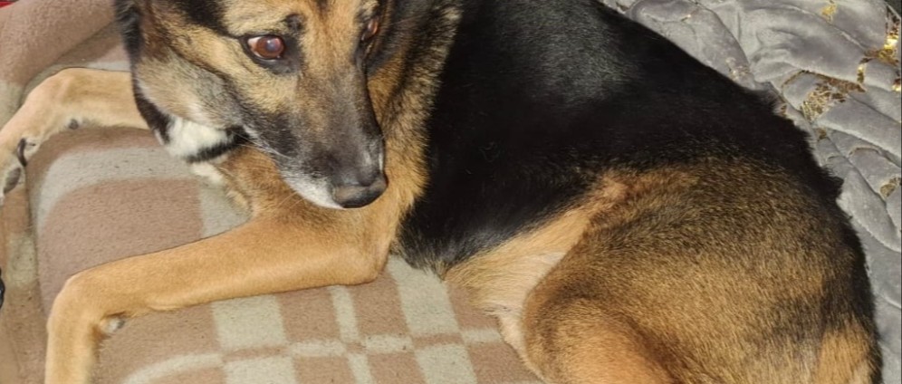 Spenden sammeln | Hunde op | Spendenseite