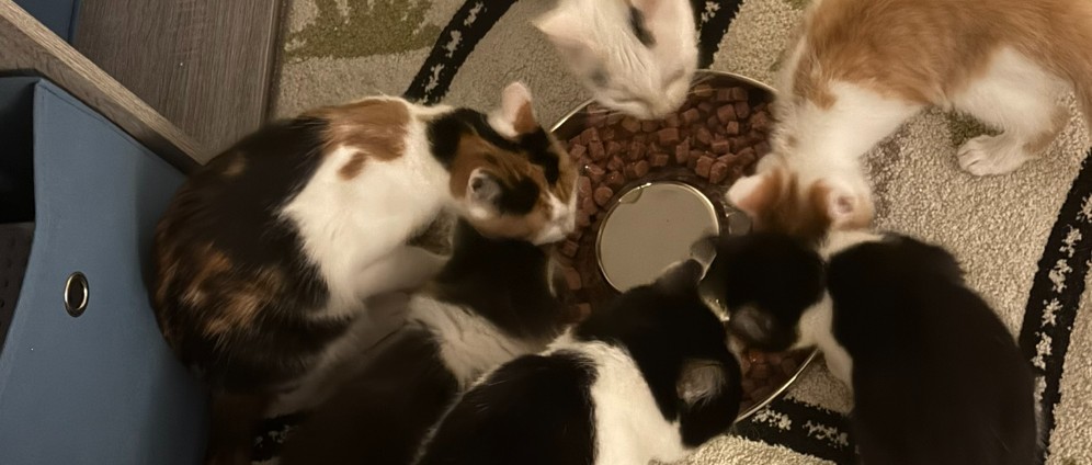 Spenden sammeln | private Katzenrettung | Spendenseite