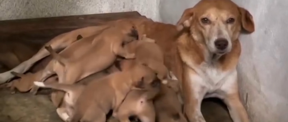 Spenden sammeln | Kasozi_dog_shelter | Spendenseite