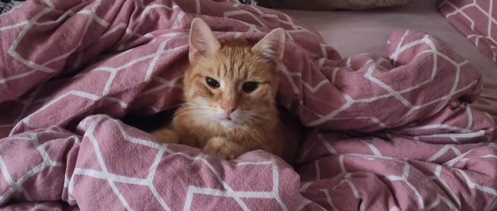 Spenden sammeln | Hilfe für Seniorkater Loki | Spendenseite